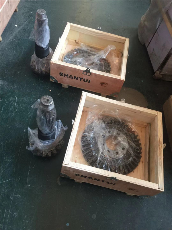 伞盆齿 伞盆齿